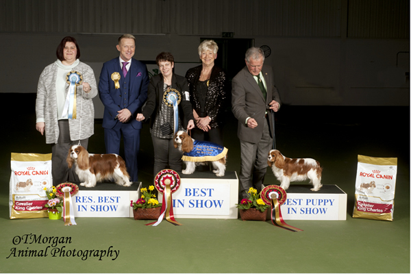 Best In Show 2016